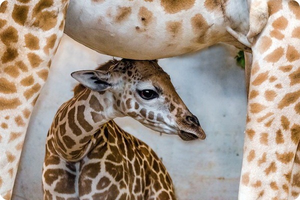 Счастливый детеныш жирафа из зоопарка Праги