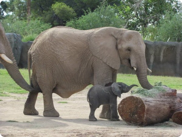 Reid Park Zoo представил детеныша африканского слона