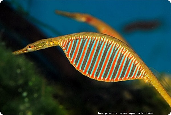 Радужная пресноводная рыба-игла (лат. Microphis deocata)