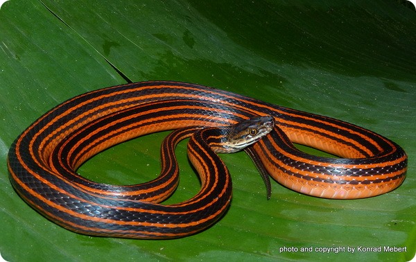 Красно-черная полосатая змея (лат. Bothrophthalmus lineatus)