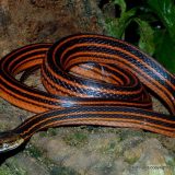 Красно-черная полосатая змея