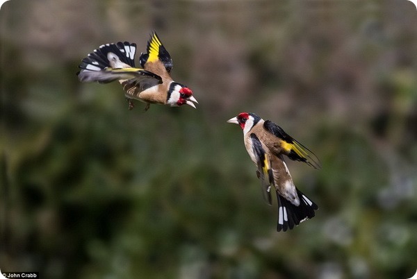 Летающие птицы в саду Сомерсета