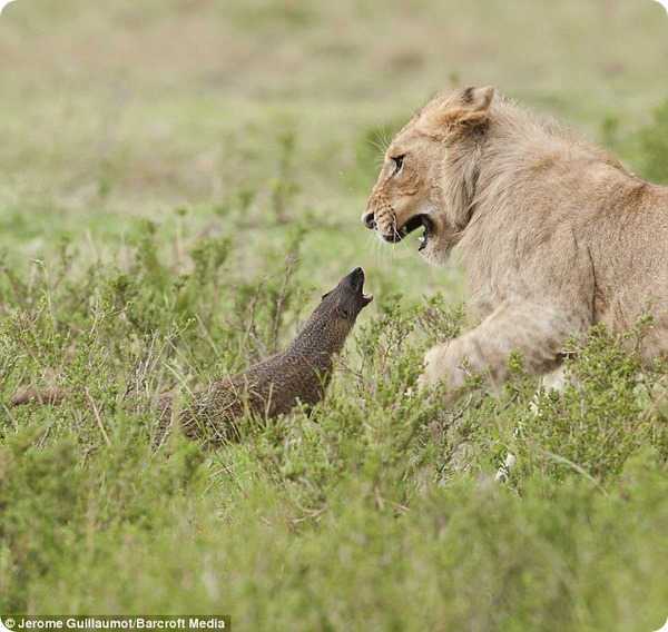 Отважный мангуст из Масаи-Мара отбился от четырех львов 