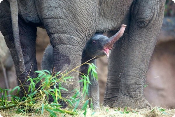 Зоопарк Дублина представил третьего слоненка