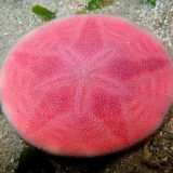 Розовый плоский морской еж