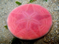 Розовый плоский морской еж