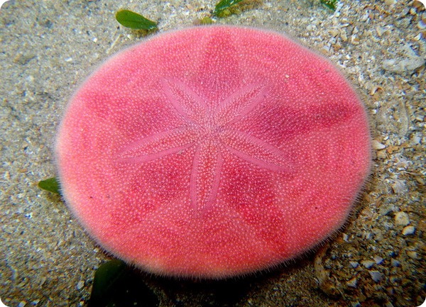 Розовый плоский морской еж (лат. Peronella lesueuri)