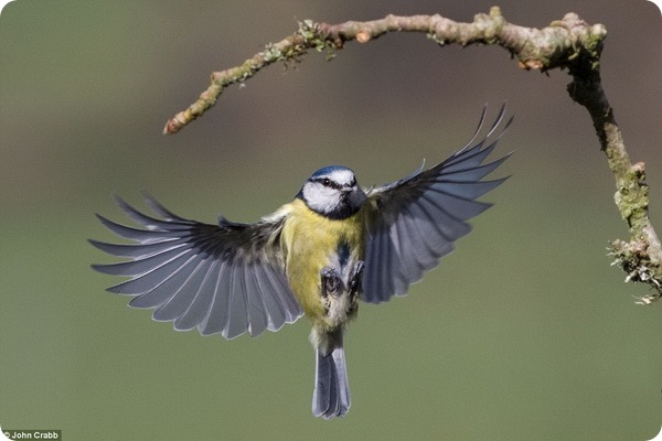 Летающие птицы в саду Сомерсета