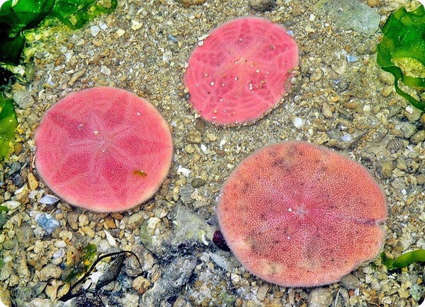 Розовый плоский морской еж (лат. Peronella lesueuri)