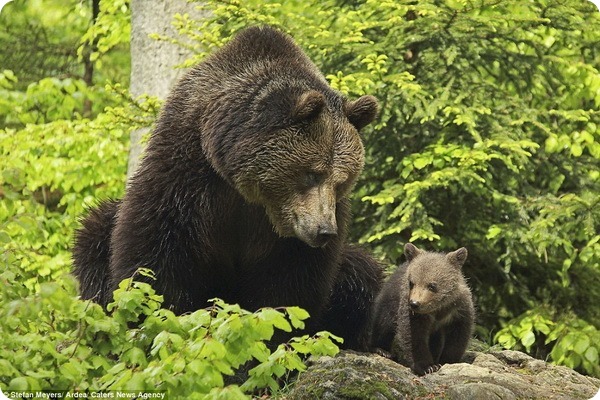 Медведица с медвежонком от фотографа Стефана Мейерса