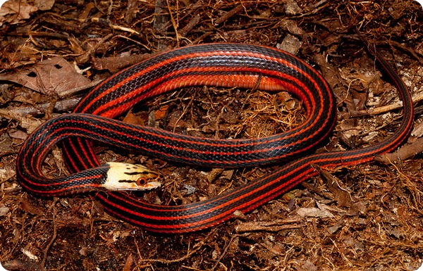 Красно-черная полосатая змея (лат. Bothrophthalmus lineatus)