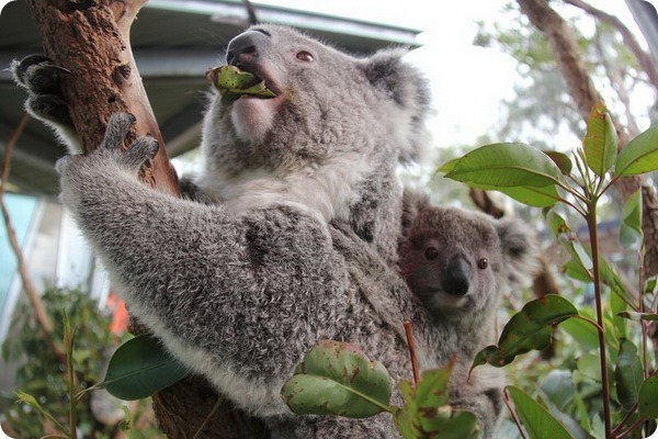 Новые коалы из австралийского зоопарка Таронга