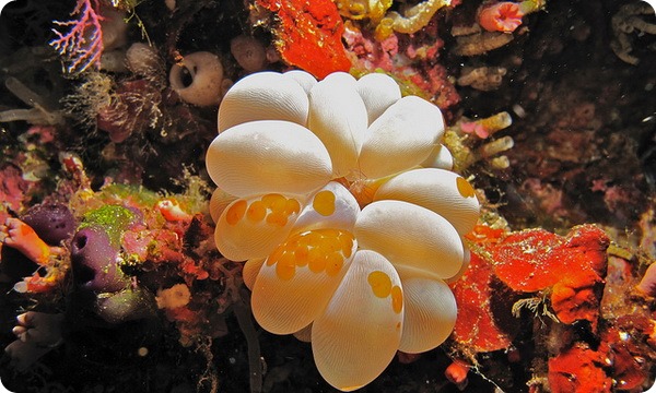 Плерогира пузырчатая (лат. Plerogyra sinuosa)