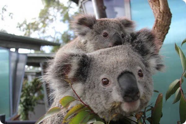 Новые коалы из австралийского зоопарка Таронга