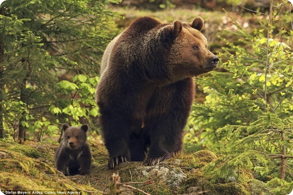 Медведица с медвежонком от фотографа Стефана Мейерса