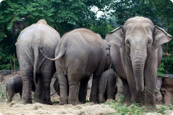 Зоопарк Дублина представил третьего слоненка