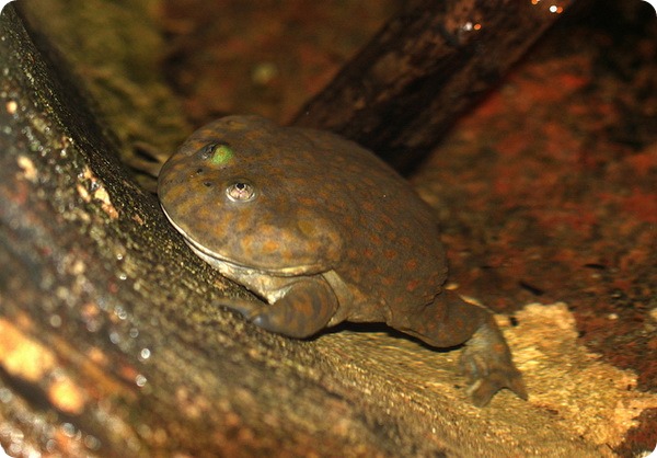 Злая щитоспинка или лягушка Баджита (лат. Lepidobatrachus laevis)