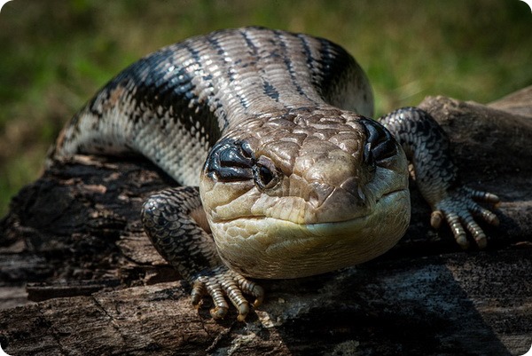 Обыкновенная исполинская ящерица или синеязыкий сцинк (лат. Tiliqua scincoides)