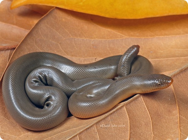 Резиновая змея (лат. Charina bottae)