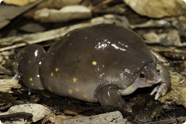 Пятнистая лягушка-поросенок (лат. Hemisus guttatus)
