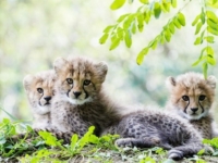В зоопарке Базеля подрастают четыре детеныша гепарда