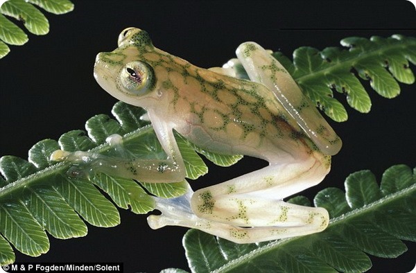 Самец стеклянной лягушки и его будущее потомство