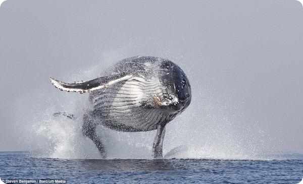 Горбатый кит выпрыгивает из воды у берегов Южной Африки  