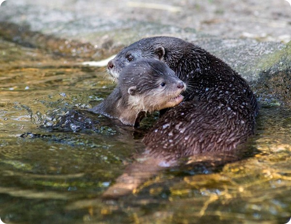 Выдрята из зоопарка Берлина учатся плавать