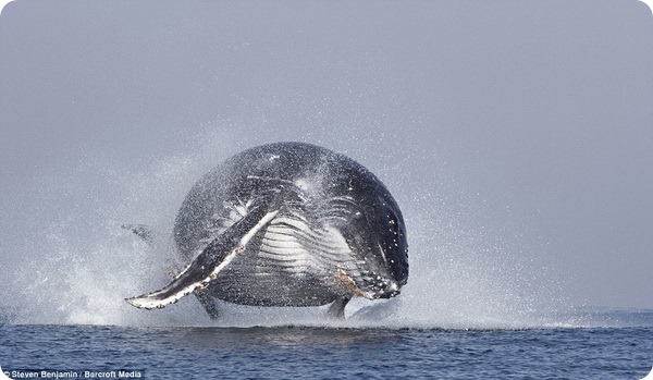 Горбатый кит выпрыгивает из воды у берегов Южной Африки  