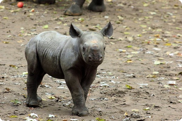 Зоопарк Берлина представил детеныша черного носорога