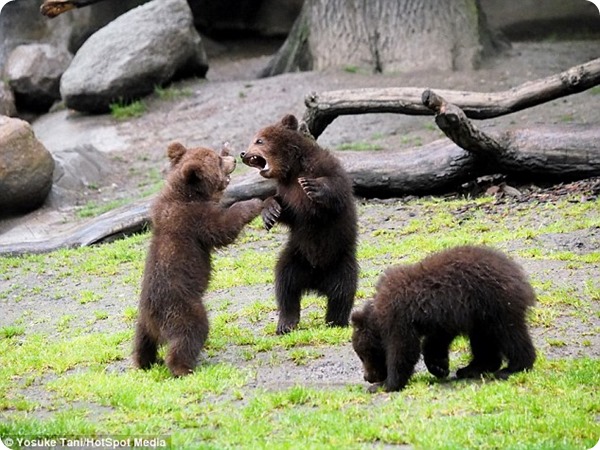 Веселые медвежата из зоопарка зоопарк Гагенбек