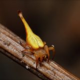 Скорпионохвостый паук