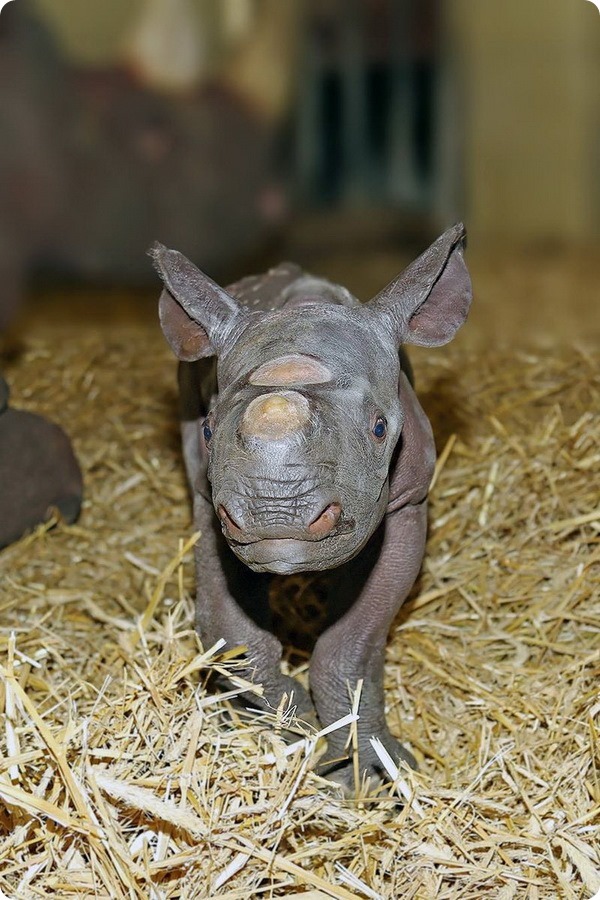 Зоопарк Берлина представил детеныша черного носорога