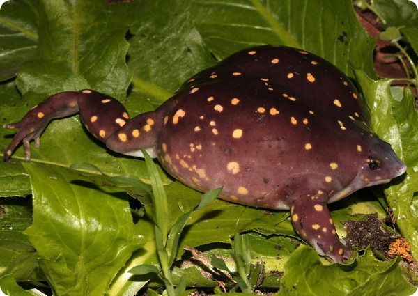 Пятнистая лягушка-поросенок (лат. Hemisus guttatus)