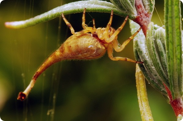 Скорпионохвостый паук (лат.Arachnura higginsi)