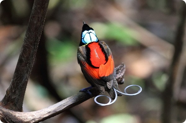 Синеголовая великолепная райская птица (лат. Cicinnurus respublica)