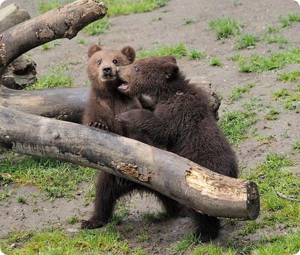 Веселые медвежата из зоопарка зоопарк Гагенбек