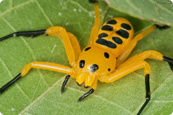 Восьмиточечный паук-краб (лат. Platythomisus octomaculatus)