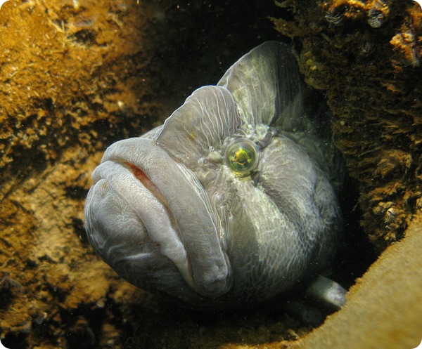 Цебидихтис (лат. Cebidichthys violaceus)