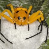 Восьмиточечный паук-краб
