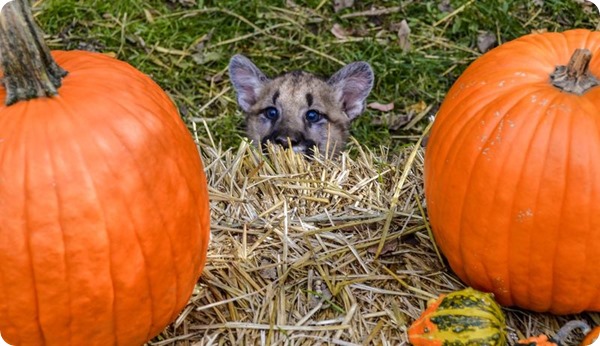 Хэллоуин для животных из разных зоопарков мира
