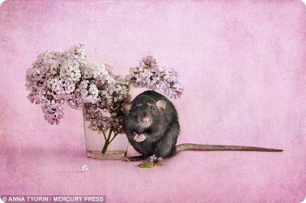 Крысы-милашки от фотографа Анны Тюриной