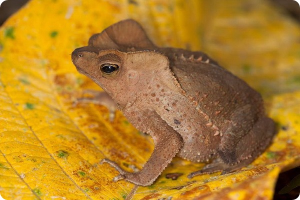 Гребенчатоголовая жаба (лат. Rhinella margaritifera)