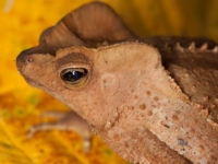Гребенчатоголовая жаба
