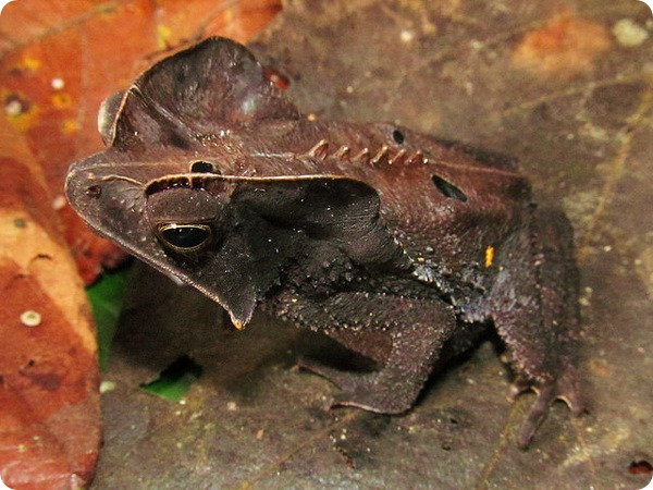 Гребенчатоголовая жаба (лат. Rhinella margaritifera)