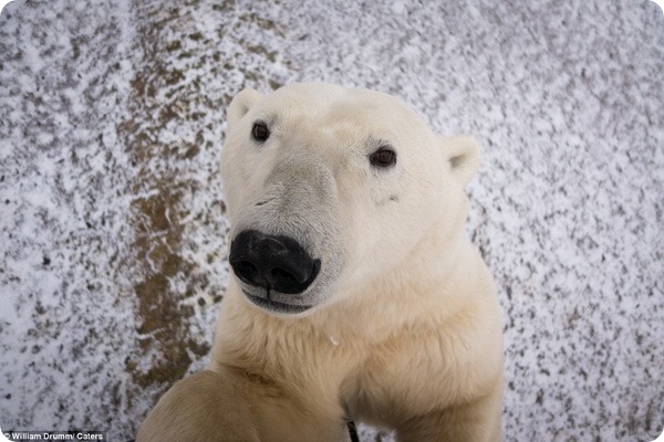 Любопытный полярный медведь из Черчилля