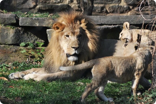 В зоопарке Филадельфии подрастают африканские львята