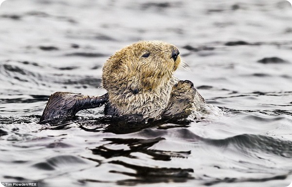 Дикие животные Аляски в фотографиях Тима Плаудена