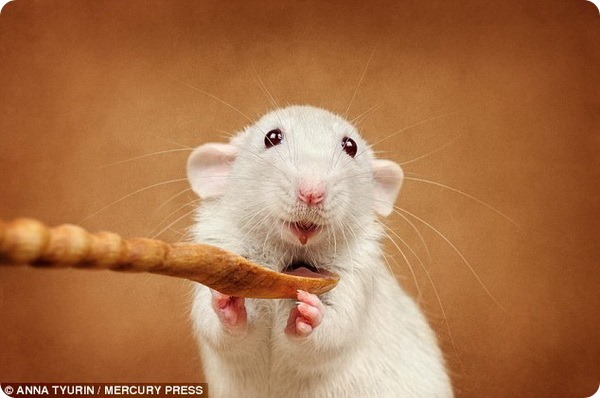 Крысы-милашки от фотографа Анны Тюриной