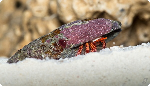 Красноногий рак-отшельник (лат. Ciliopagurus strigatus)
